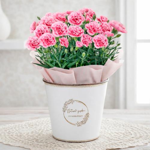 【母の日】生花カーネーション　ミルキーリップブリキカバー