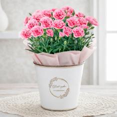 【母の日】生花カーネーション　ミルキーリップブリキカバー