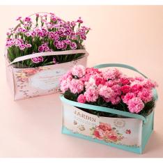 【母の日】ガーデンカーネーション 3株ミニバッグ入り（ピンクキッス）（アイラブユー）2種セット