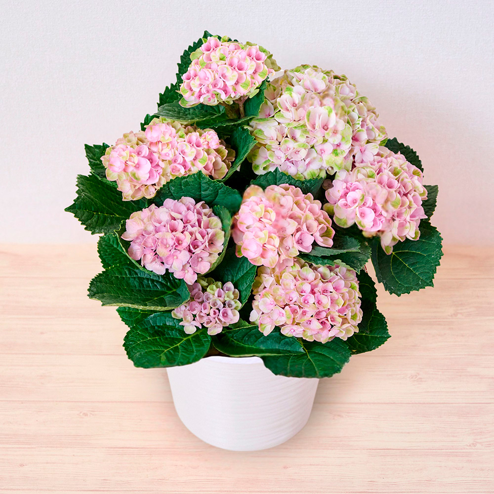母の日】生花あじさい ハイドランジア | 商品詳細 | 高島屋
