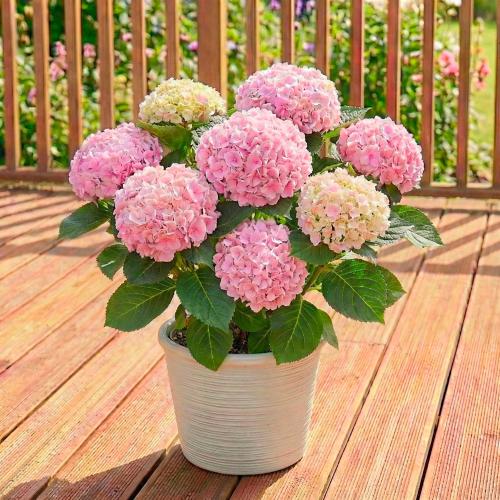 【母の日】生花あじさい　ハイドランジア