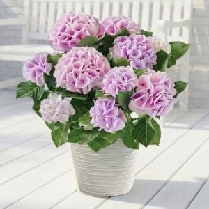 ももの様【ミニチュアフラワー】紫陽花 押し切っ