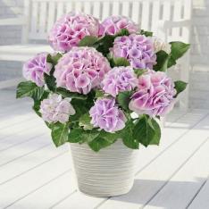 【母の日】生花あじさい　コットンキャンディ