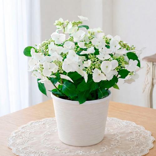 【母の日】生花ラグランジア（白）