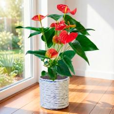 【母の日】観葉植物　アンスリューム