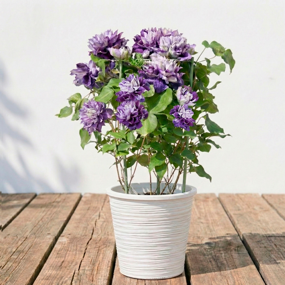 【母の日】生花クレマチス（新紫玉）