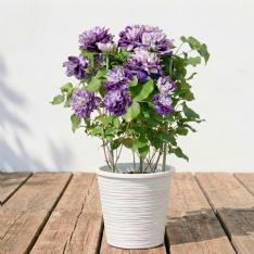 【母の日】生花クレマチス（新紫玉）