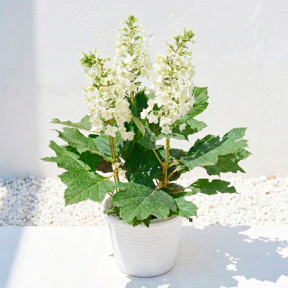 【母の日】生花柏葉あじさい