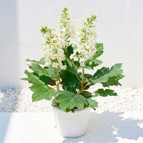 【母の日】生花柏葉あじさい