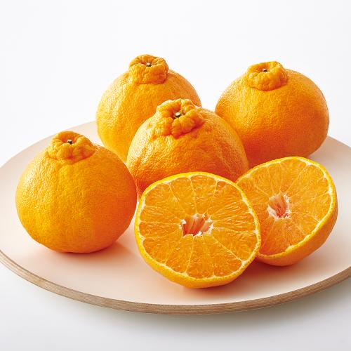 【最適な時期に収穫し、順次発送予定】〈JA鹿児島いずみ〉大将季