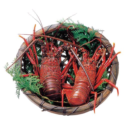 〈三重〉活伊勢海老
