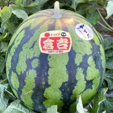 鳥取県産倉吉すず丸スイカ大玉