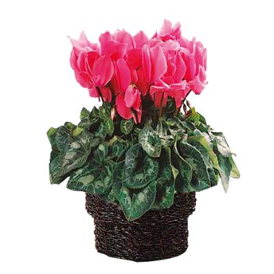 アラナイ フラワーリース3点セット 高島屋、日比谷花壇等で購入、美品♪ アラナイ様専用 フラワーリース3点セット 高島屋、日比谷花壇等で購入