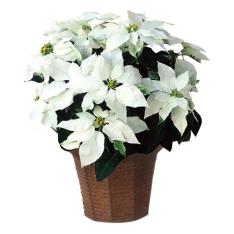 〈ダイワグリーン〉プリンセチア