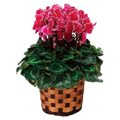 フラワー | リビング・ホビー・スポーツ | 高島屋オンラインストア