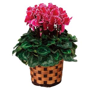 アラナイ フラワーリース3点セット 高島屋、日比谷花壇等で購入、美品♪ Amazon.co.jp: 【公式 日比谷花壇】オリジナル ハーフリース (赤