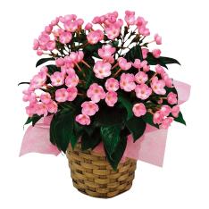 〈日比谷花壇〉におい桜