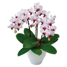 〈日比谷花壇〉ミディ胡蝶蘭3本立ち（ピンクリップ）