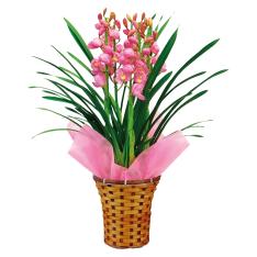 〈日比谷花壇〉シンビジューム5本立ち(ピンク)