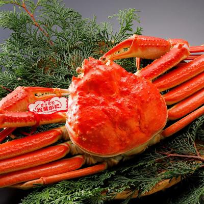 鳥取県産松葉かに 500g タグ付