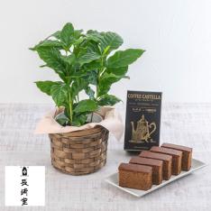 【父の日】生花 コーヒーの木&長崎堂「珈琲カステーラ」