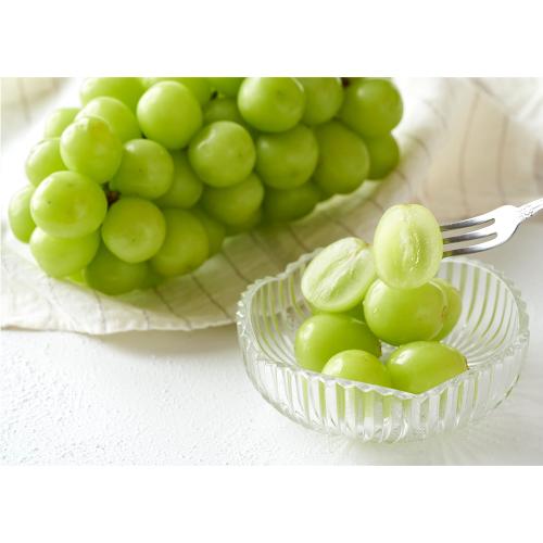 【最適な時期に収穫し、順次発送予定】信州特選シャインマスカット1kg