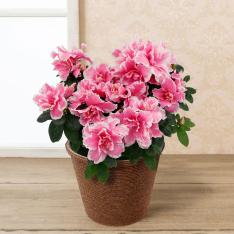 【敬老の日】鉢植え「八重咲きアザレア ニコレット」