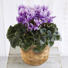 画像生花シクラメン「そら」