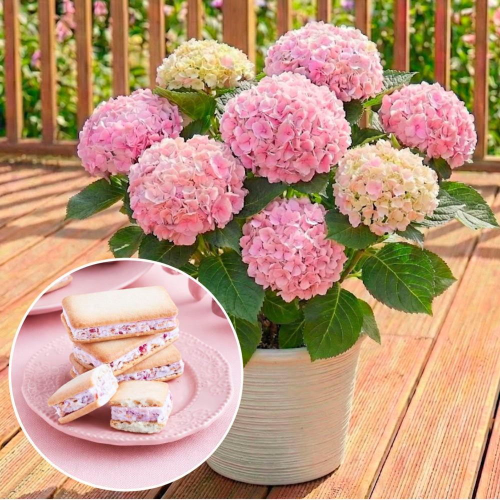 【母の日】生花ハイドランジアとあまおうバターサンド