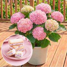 【母の日】生花ハイドランジアとあまおうバターサンド