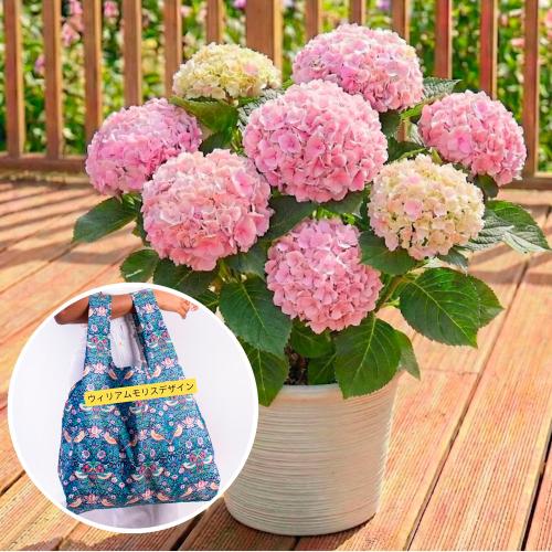 【母の日】生花　ハイドランジアとエコバッグ