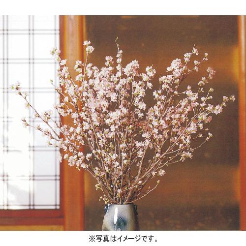 啓翁桜