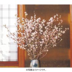 啓翁桜