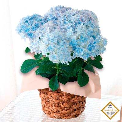 母の日 2025 プレゼント 花 ギフト 鉢植え アジサイ 紫陽花 花鉢