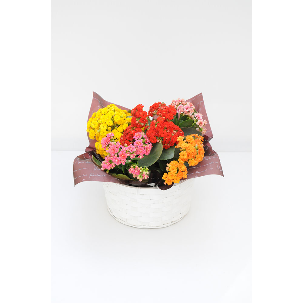 Hanaさま は | ざ | ま。新作 なびくジャケット ※アパレルブランド「 ha | za