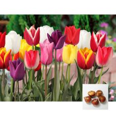 福袋 チューリップの球根おまかせ 混合50球