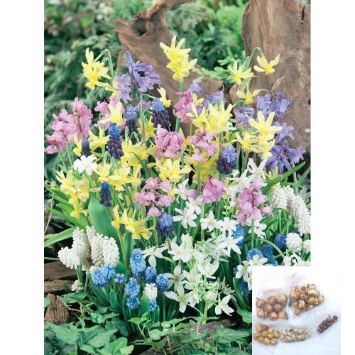 福袋 植えっぱなし球根おまかせ 混合100球