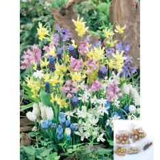 福袋 植えっぱなし球根おまかせ 混合100球