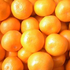 画像長崎産 伊木力みかん 5kg