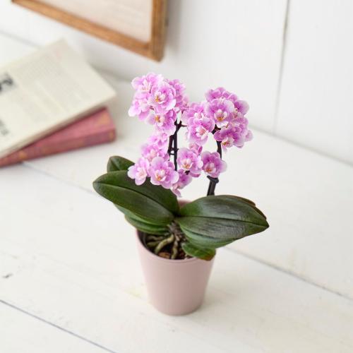 【母の日】生花　ミディ胡蝶蘭「ダイヤモンドサクラ」2本立ち