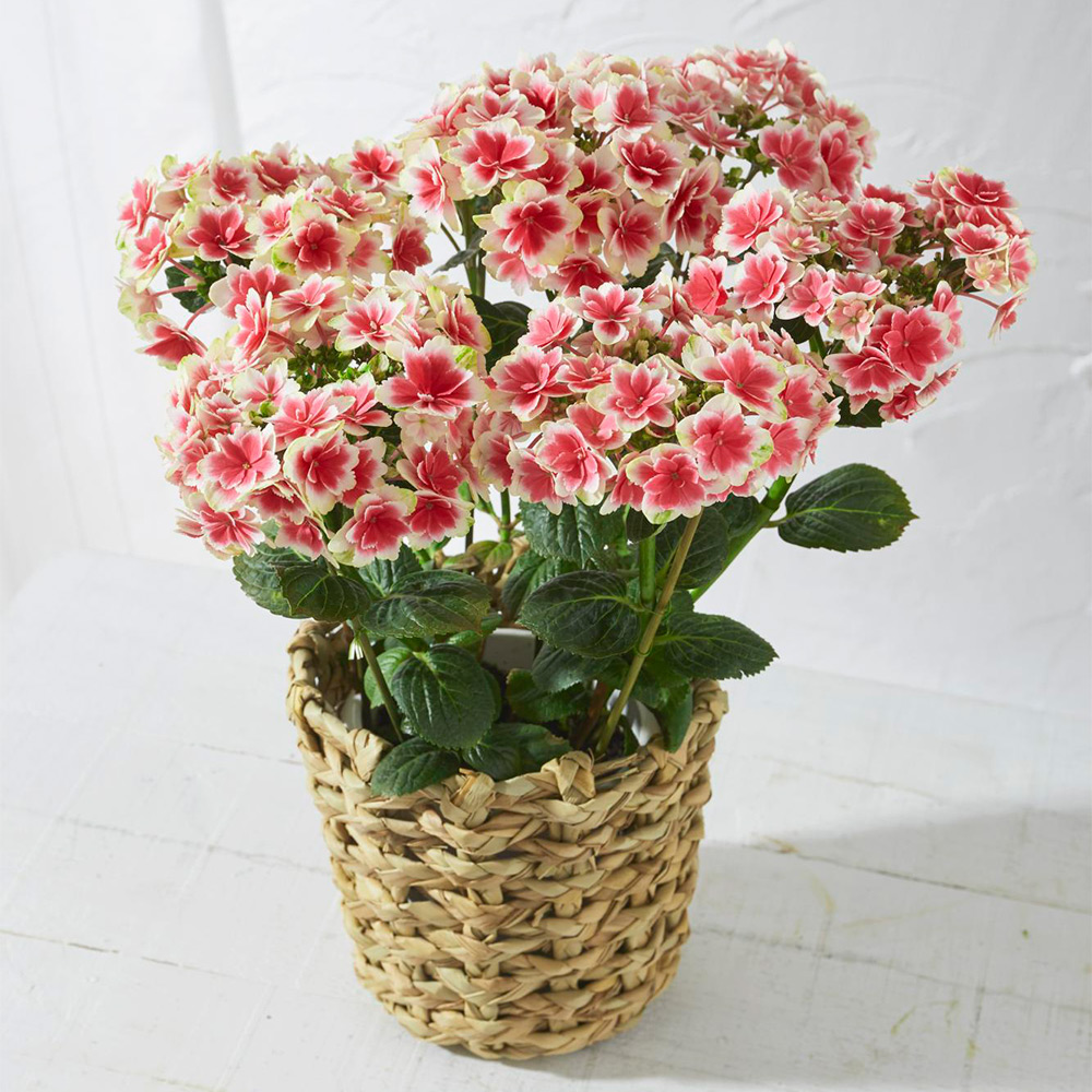 【母の日】生花　アジサイ「凛」（りん）