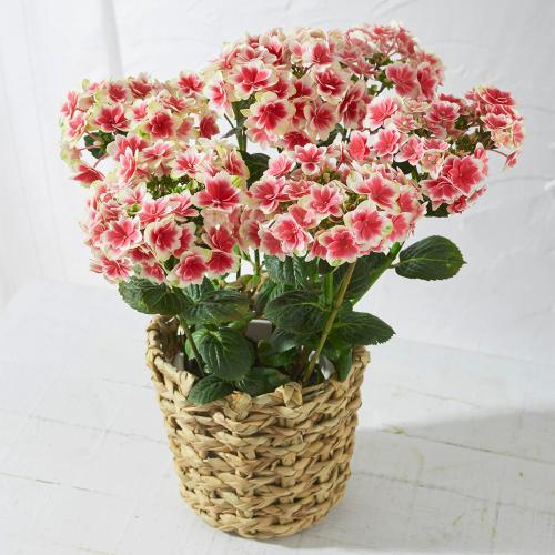 【母の日】生花　アジサイ「凛」（りん）