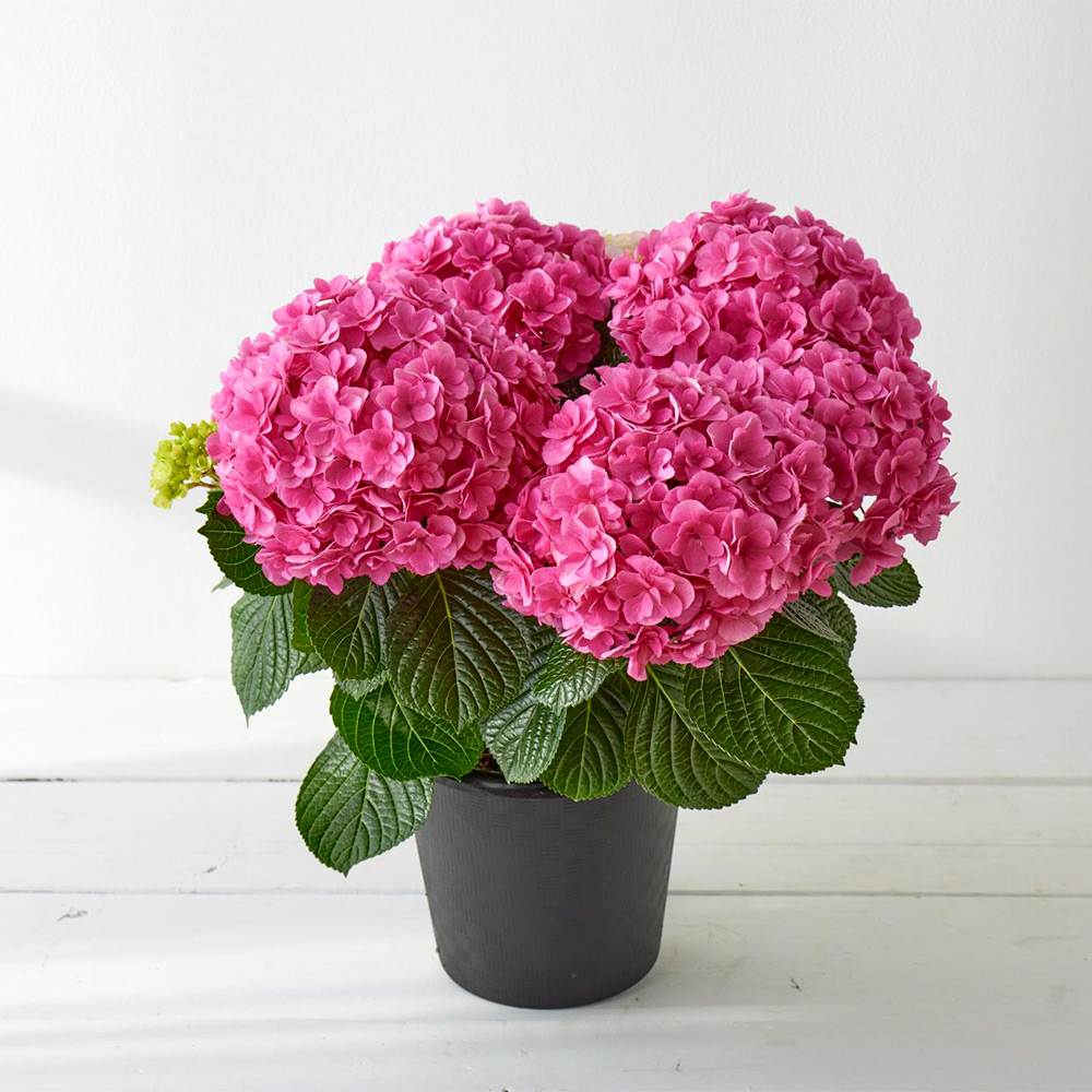 【母の日】生花　アジサイ「梅重」