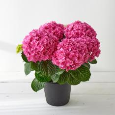 【母の日】生花　アジサイ「梅重」