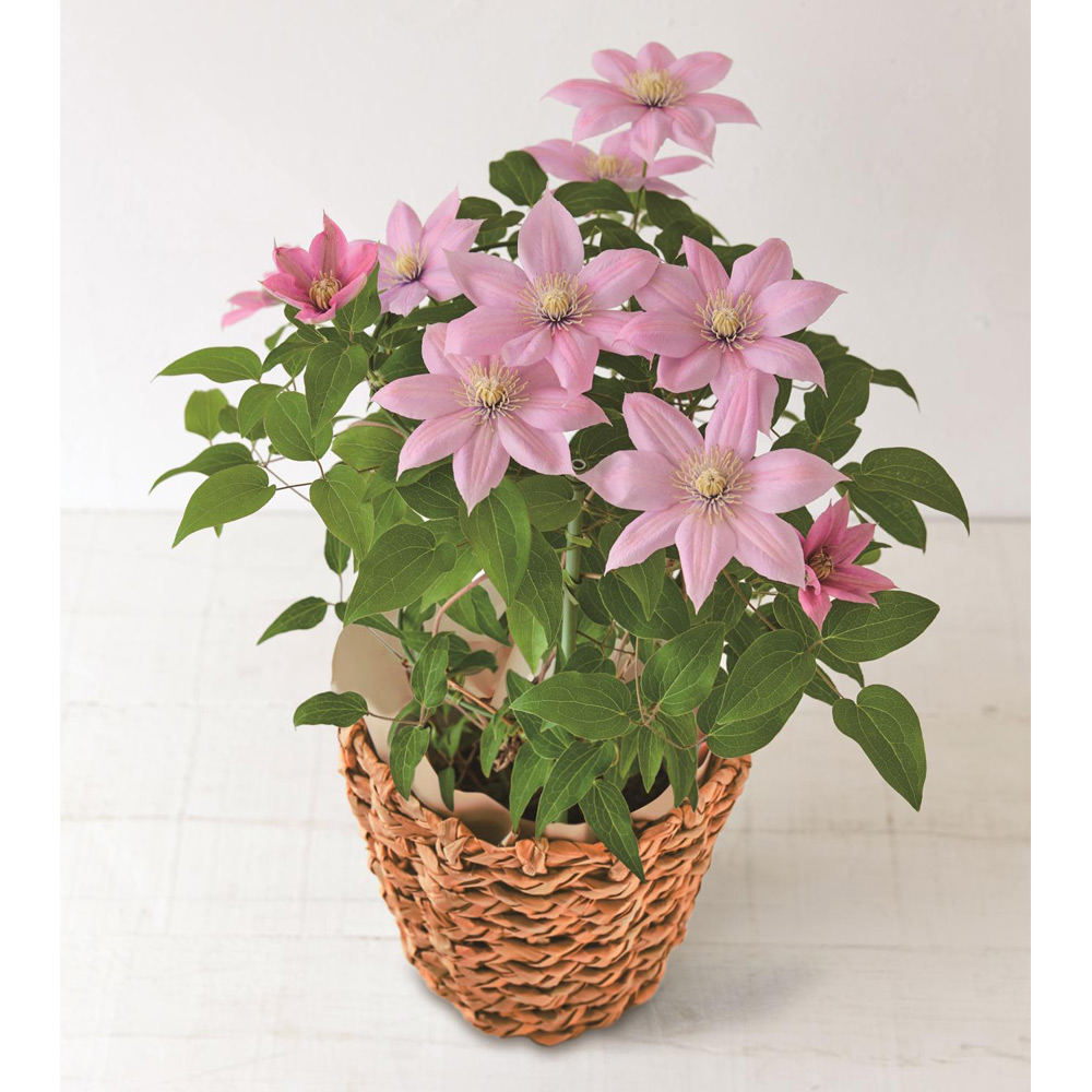 【母の日】生花　クレマチス「桃山」