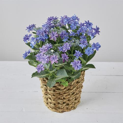 【母の日】生花　アジサイ「ルーリイ」