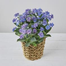 【母の日】生花　アジサイ「ルーリイ」