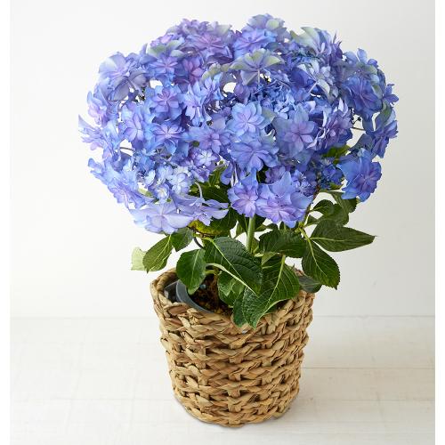 【母の日】生花　アジサイ「カサノバブルー」