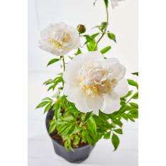 【母の日】生花　シャクヤク「かぐや姫」