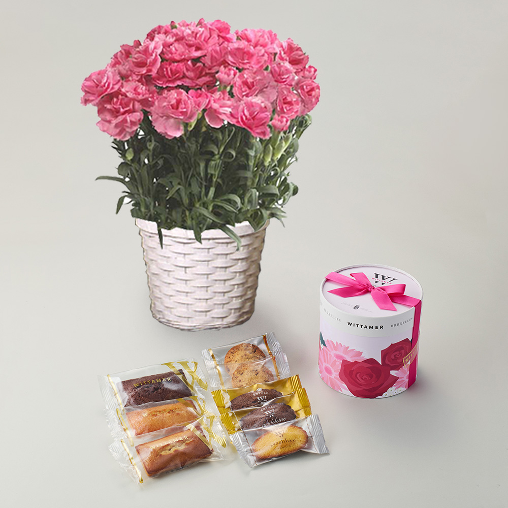 【母の日】カーネーション花鉢ピンク＆ヴィタメール　フルーレット・エッセンシャル　S